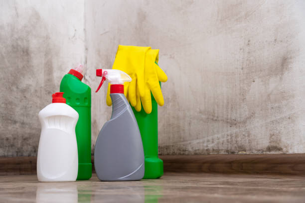 Mold Remediation for Rental Properties in Tatamy, PA